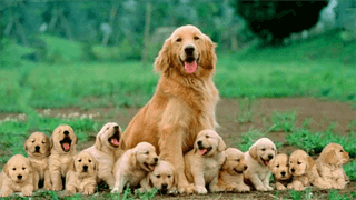 Golden retriever i Almunge